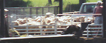 A ferry load of sheep for the island