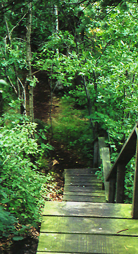 Stairs on trail